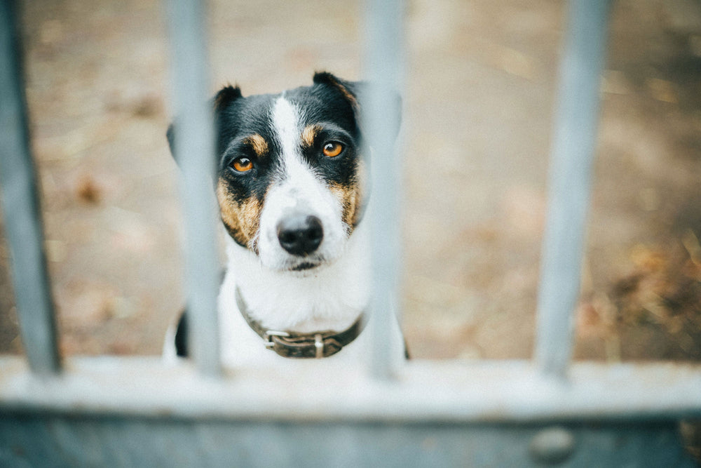 Feature image for How common is pet theft, and what can be done to combat it?
