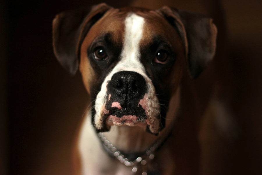 Feature image for Do People Steal Dogs for Dog Fights?
