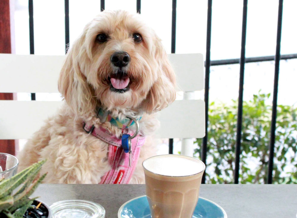 Feature image for Dog Friendly Cafés in Brisbane
