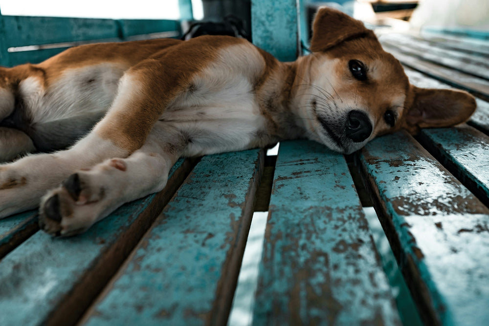 Feature image for How to get my dog back from a dog thief legally?