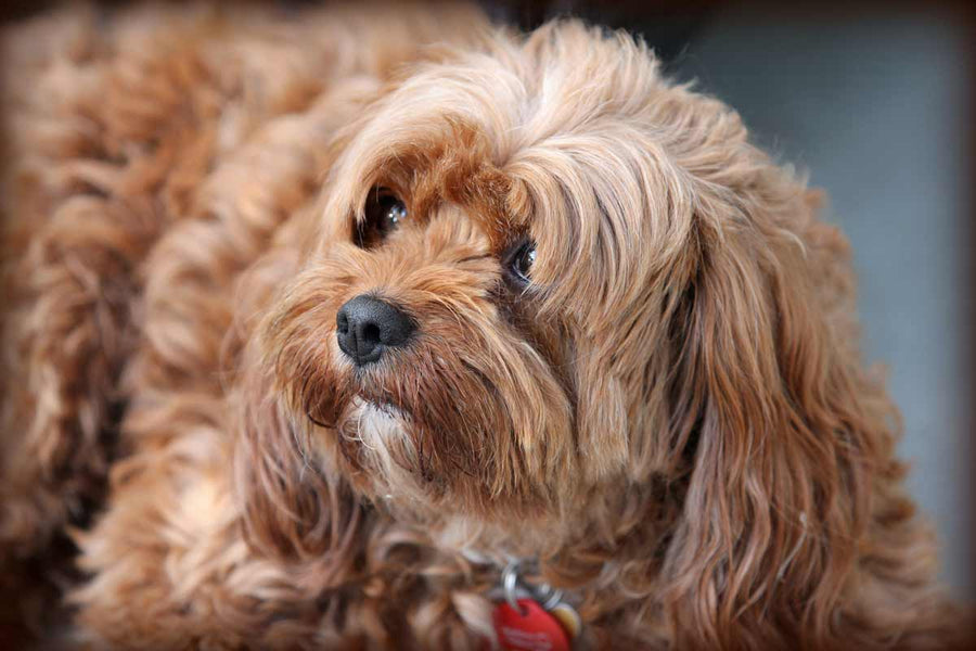 Feature image for Rise of Pet Detectives Around The World