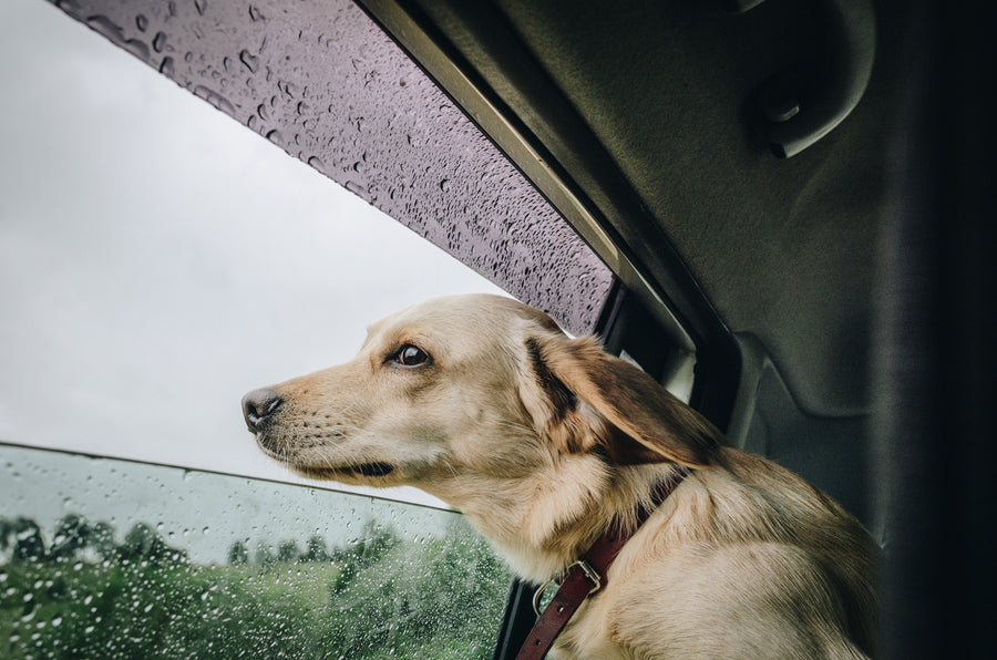 Feature image for What are the essentials to take with you when travelling with your dog