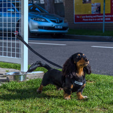 [Premium Quality Anti-Theft Dog Lead & Harness Online]-Safely Secured