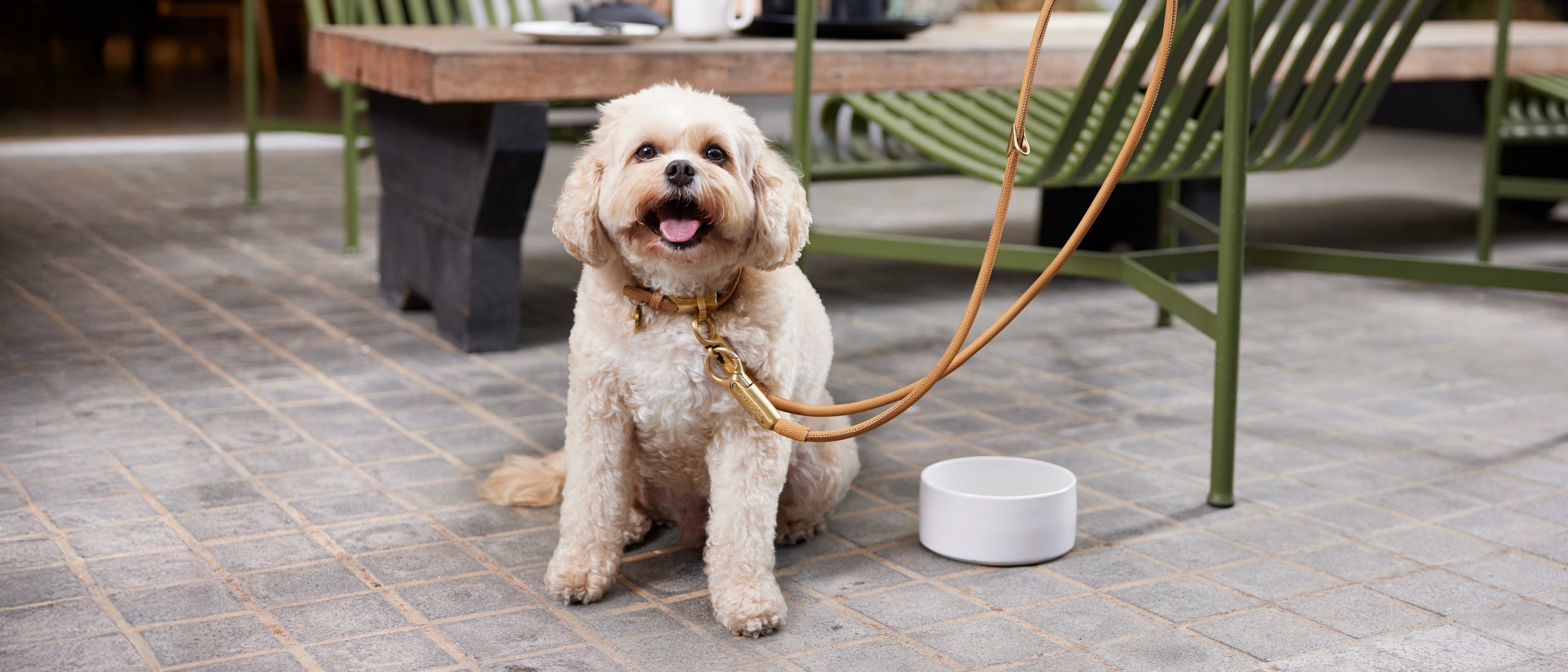 DOGLOC lead and collar set securing a dog outside a cafe