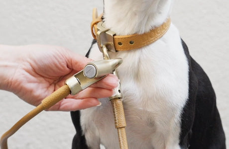 DOGLOC one-key lock and collar connection