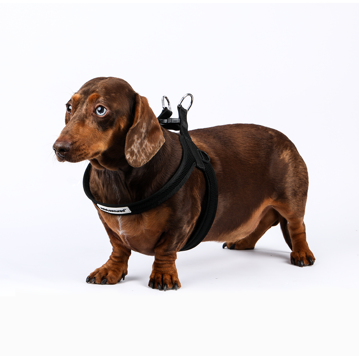 Anti-Theft Lockable Dog Harness